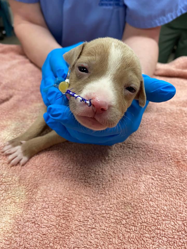 cute puppy with blue shirt