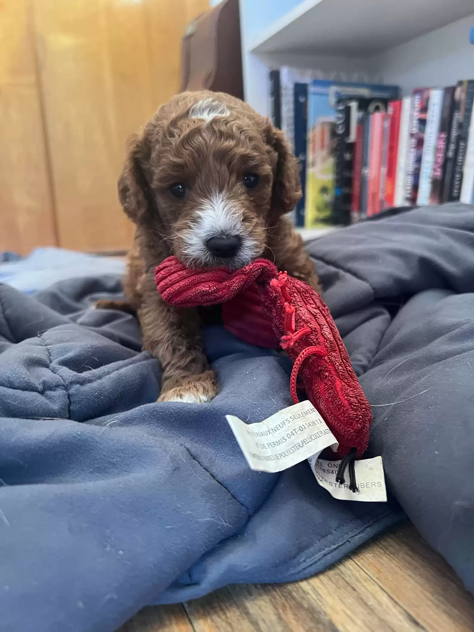 cute puppy with long fur