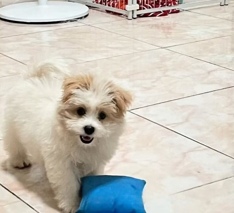 cute puppy with pillow