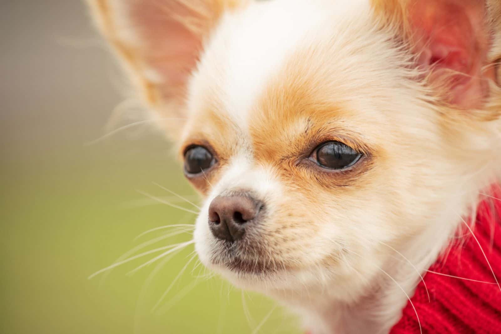 cute purebred chihuahua in a red sweater in spring