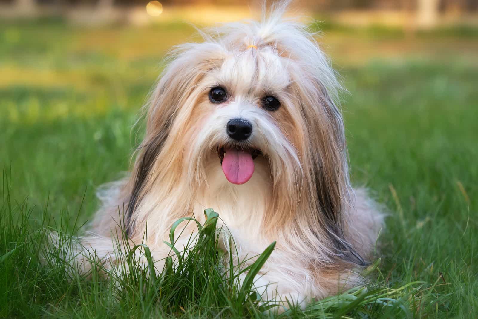 cute purebred havanese puppy dog