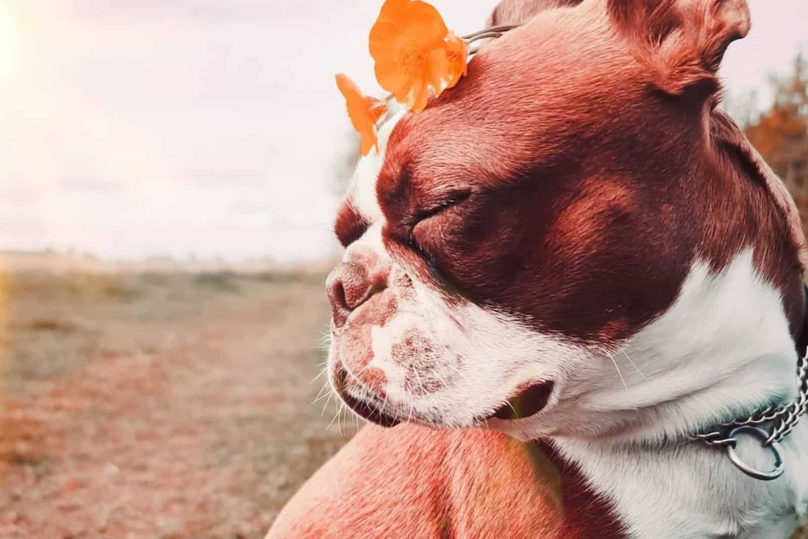 cute red boston terrier sleepy in nature