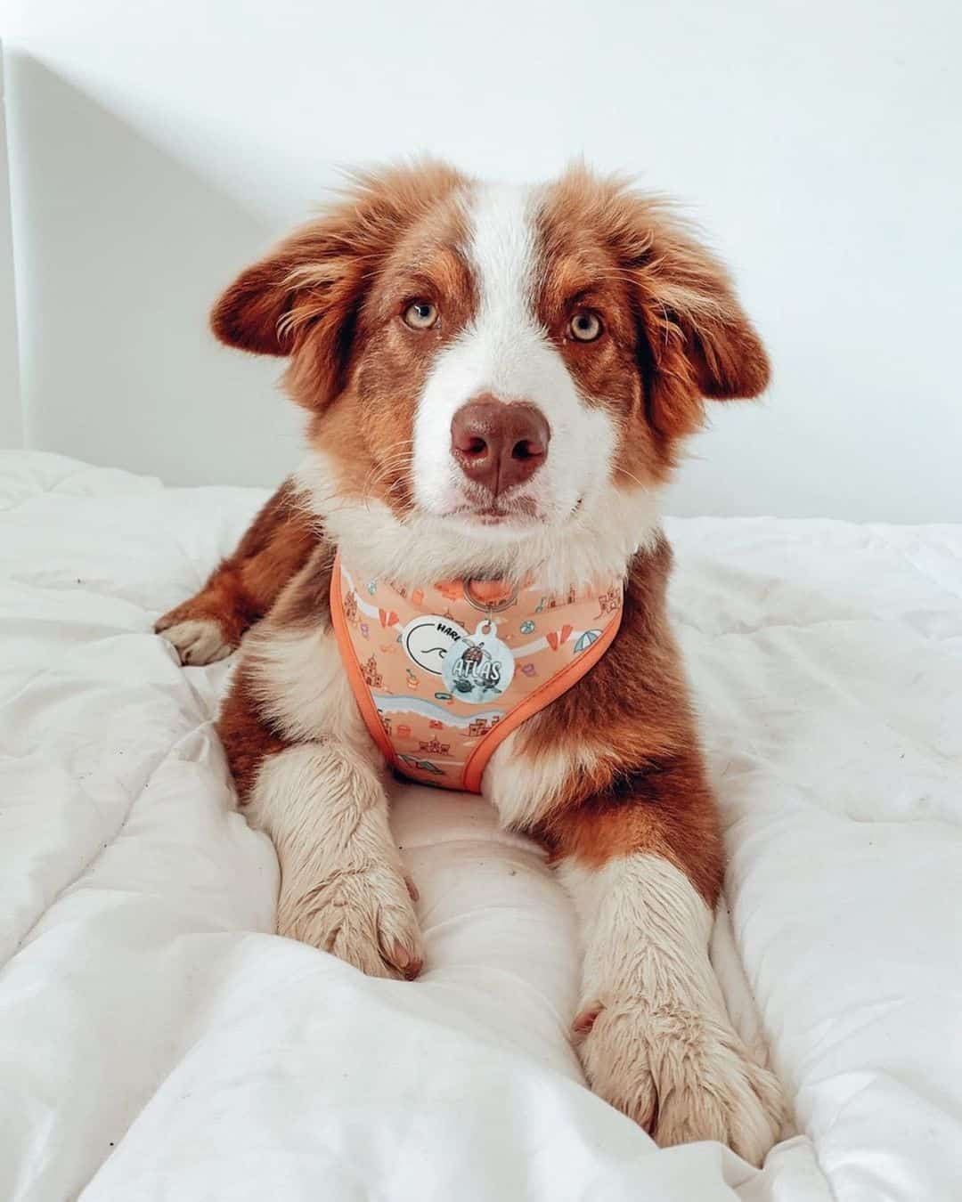 cute red tri australian shepherd puppy