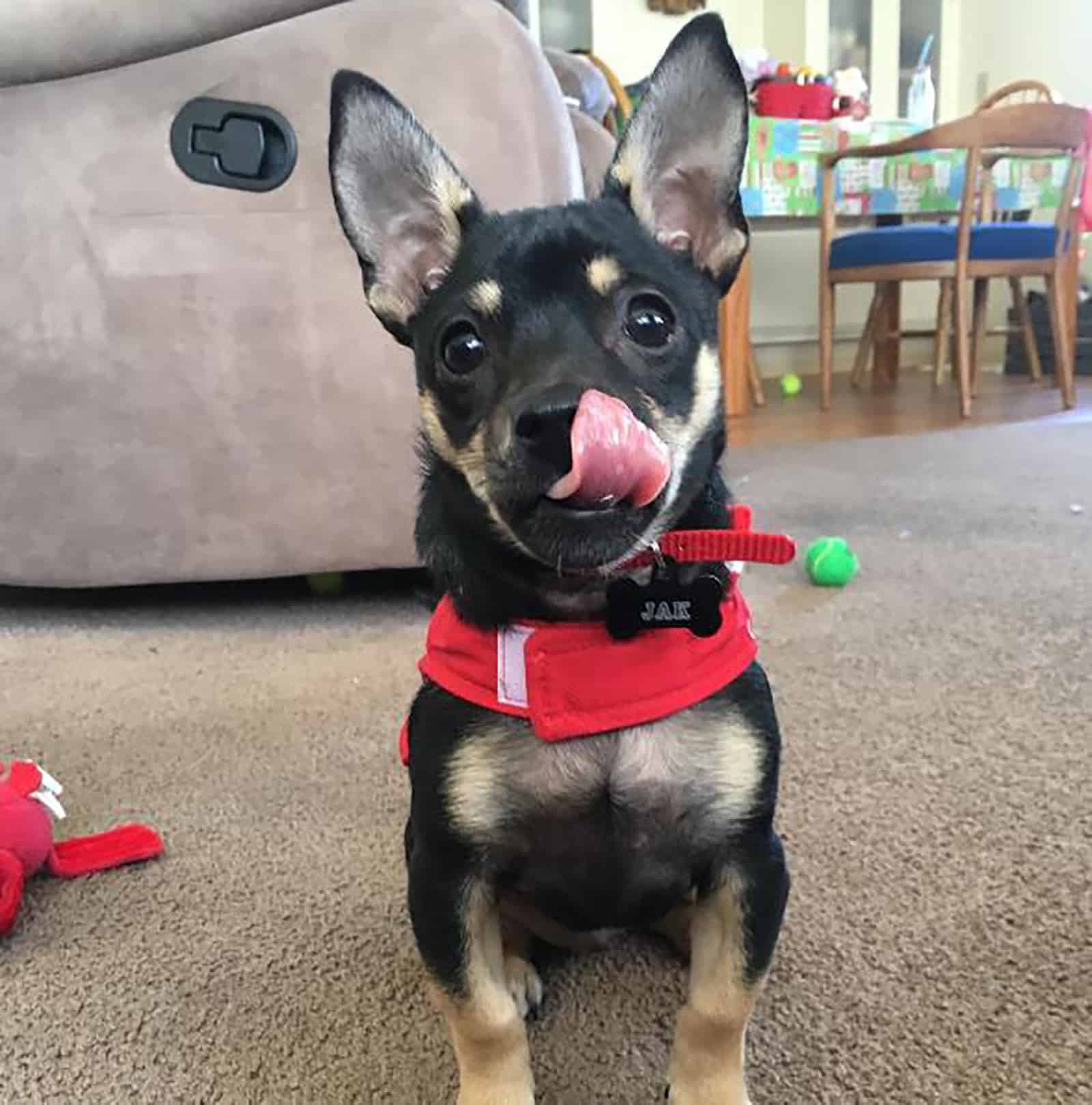 cute rottweiler chihuahua dog sitting on the carpet