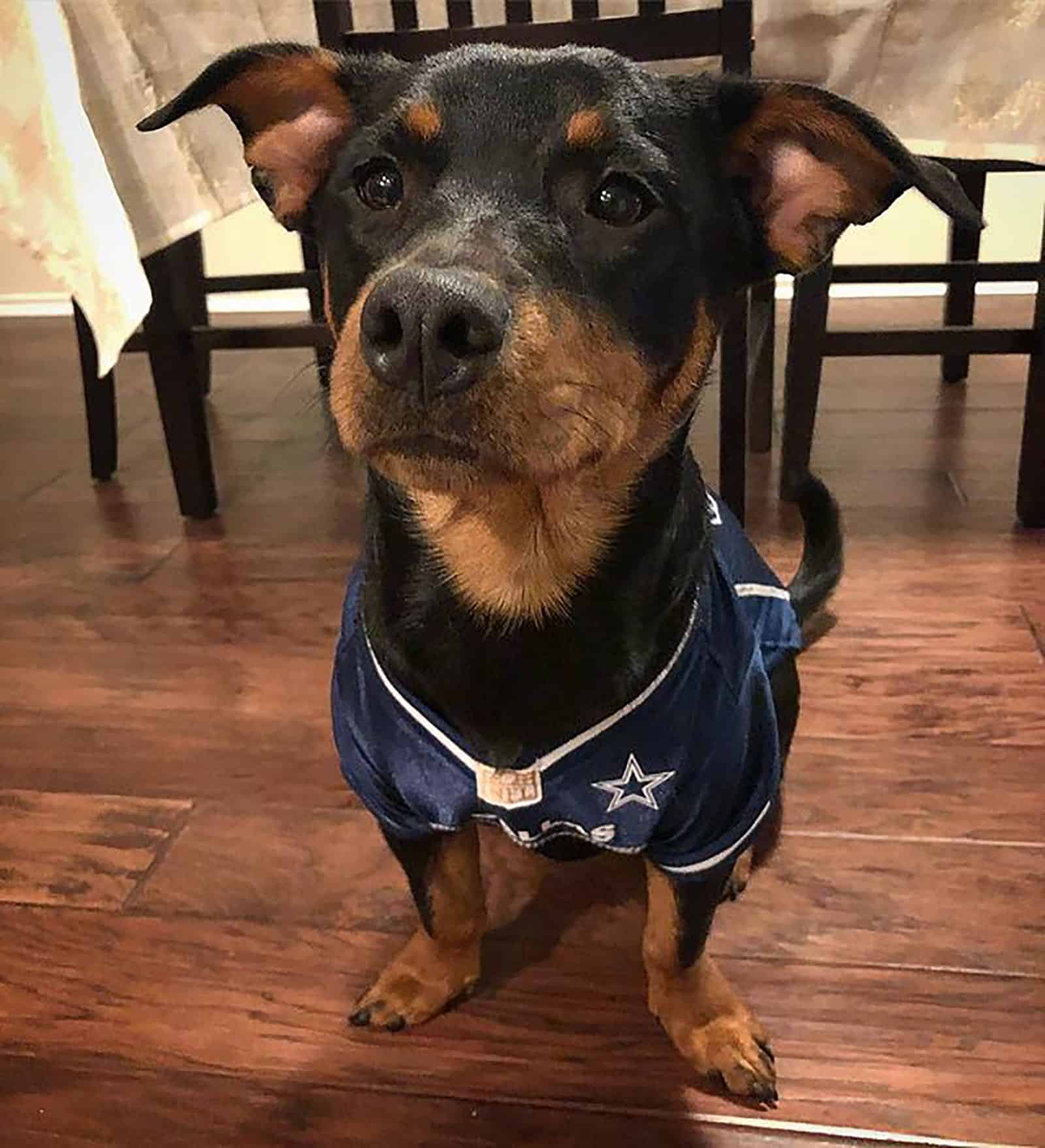 cute rottweiler dachshund sitting on the floor