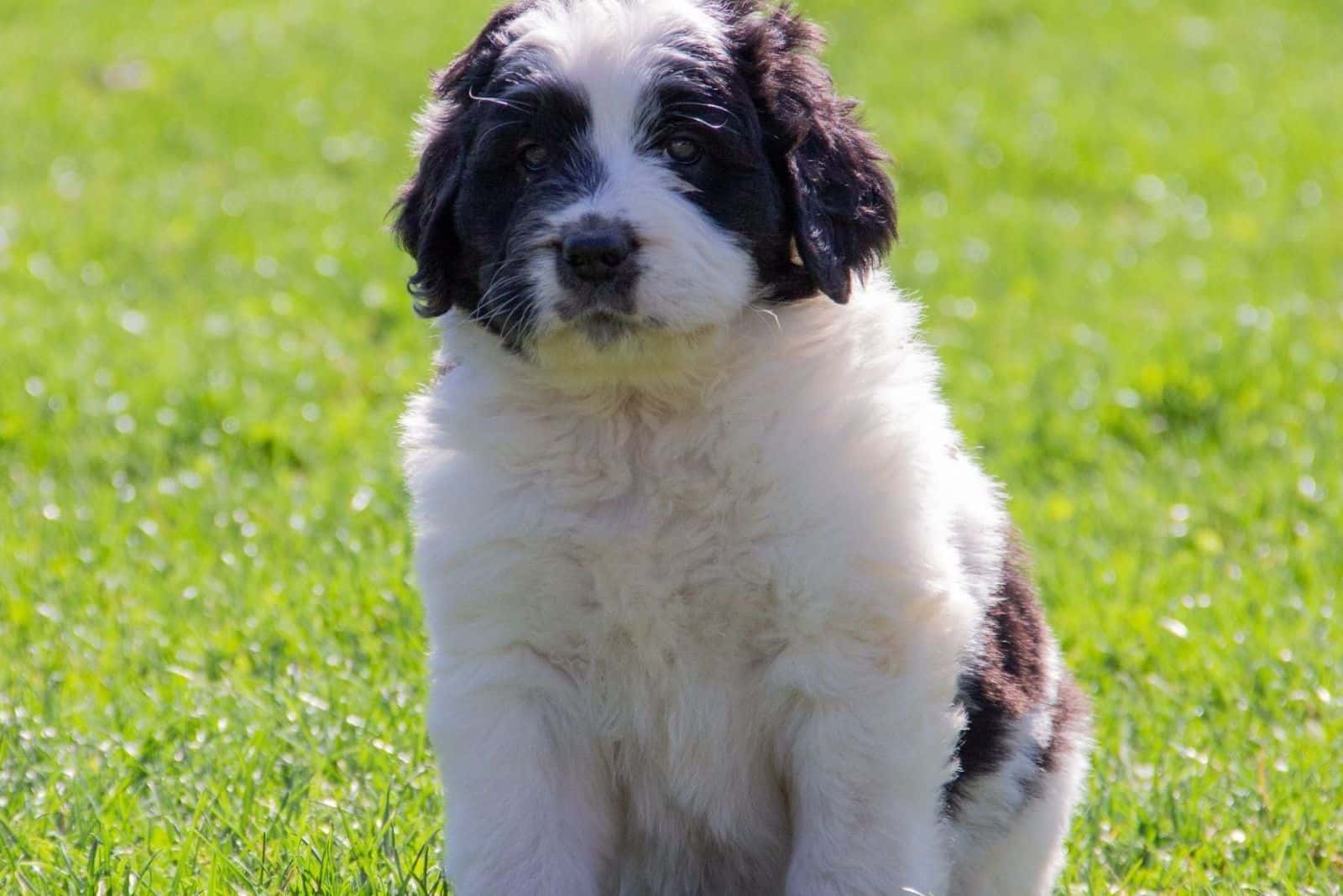 cute saint berdoodle female puppy