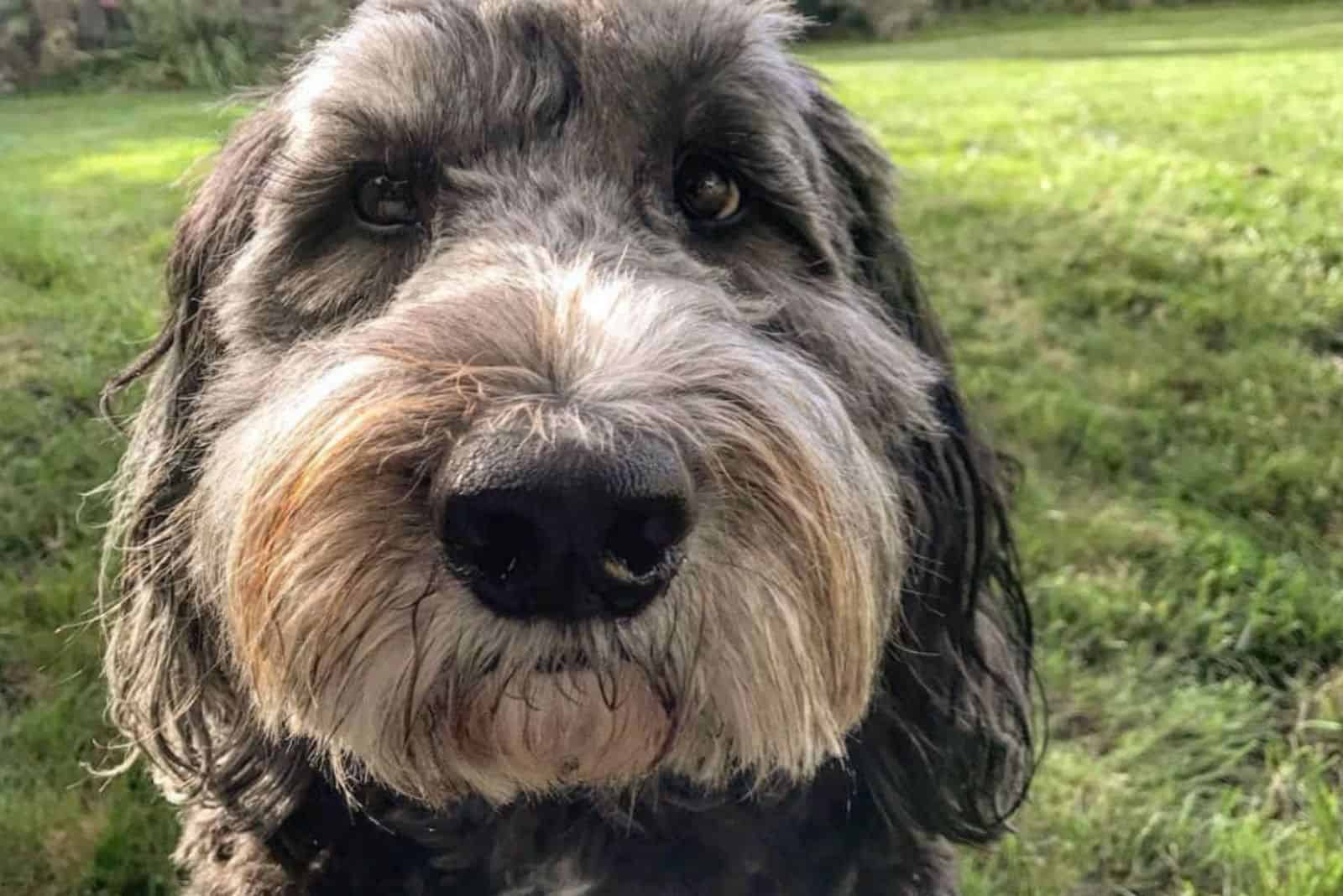 cute saint berdoodle looking at camera