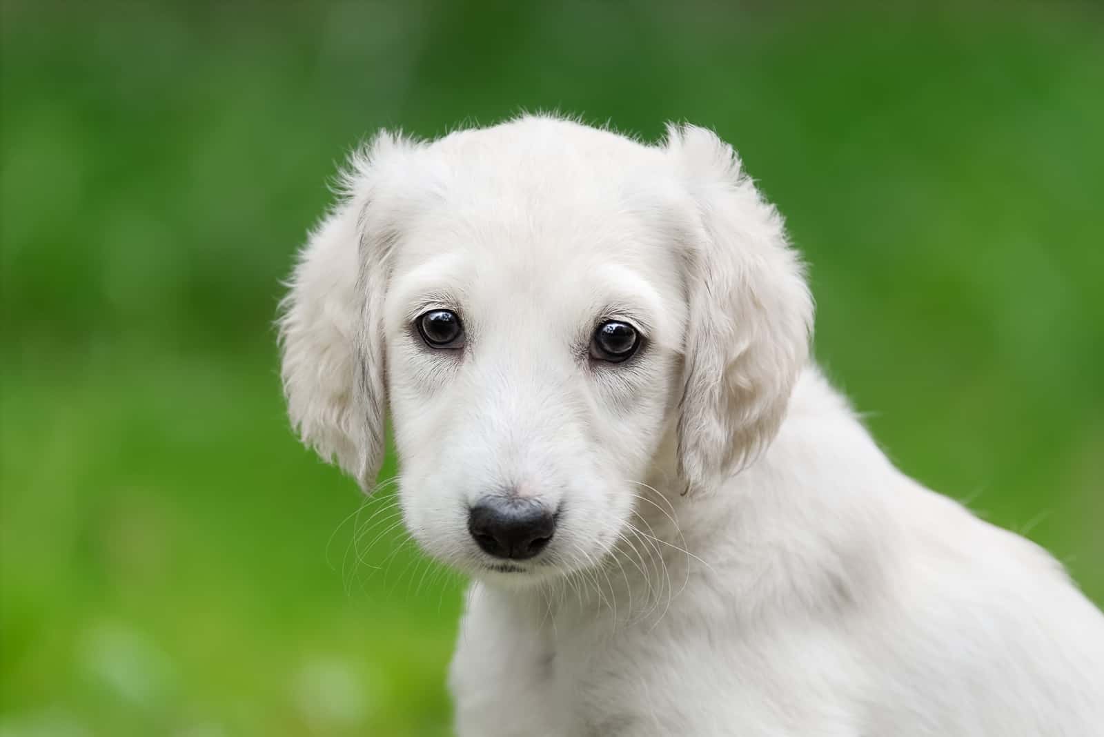 cute saluki puppy