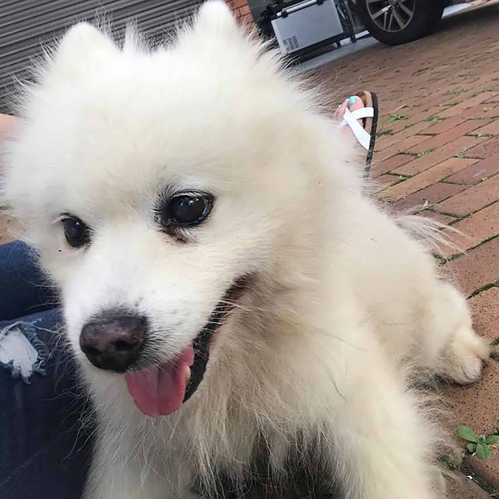 cute samoyed pomeranian mix outdoors