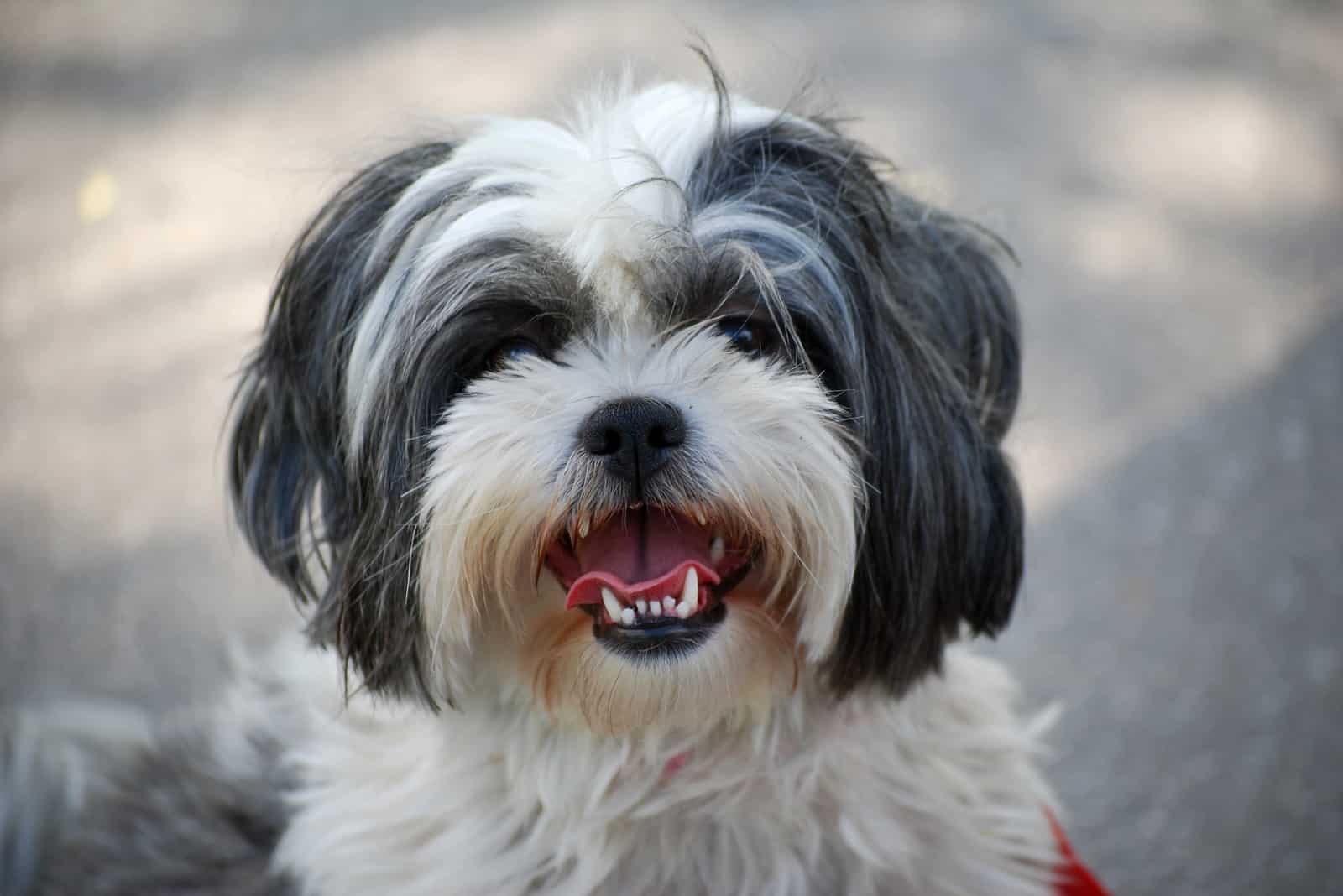 Cute shaggy Shih Tzu dog