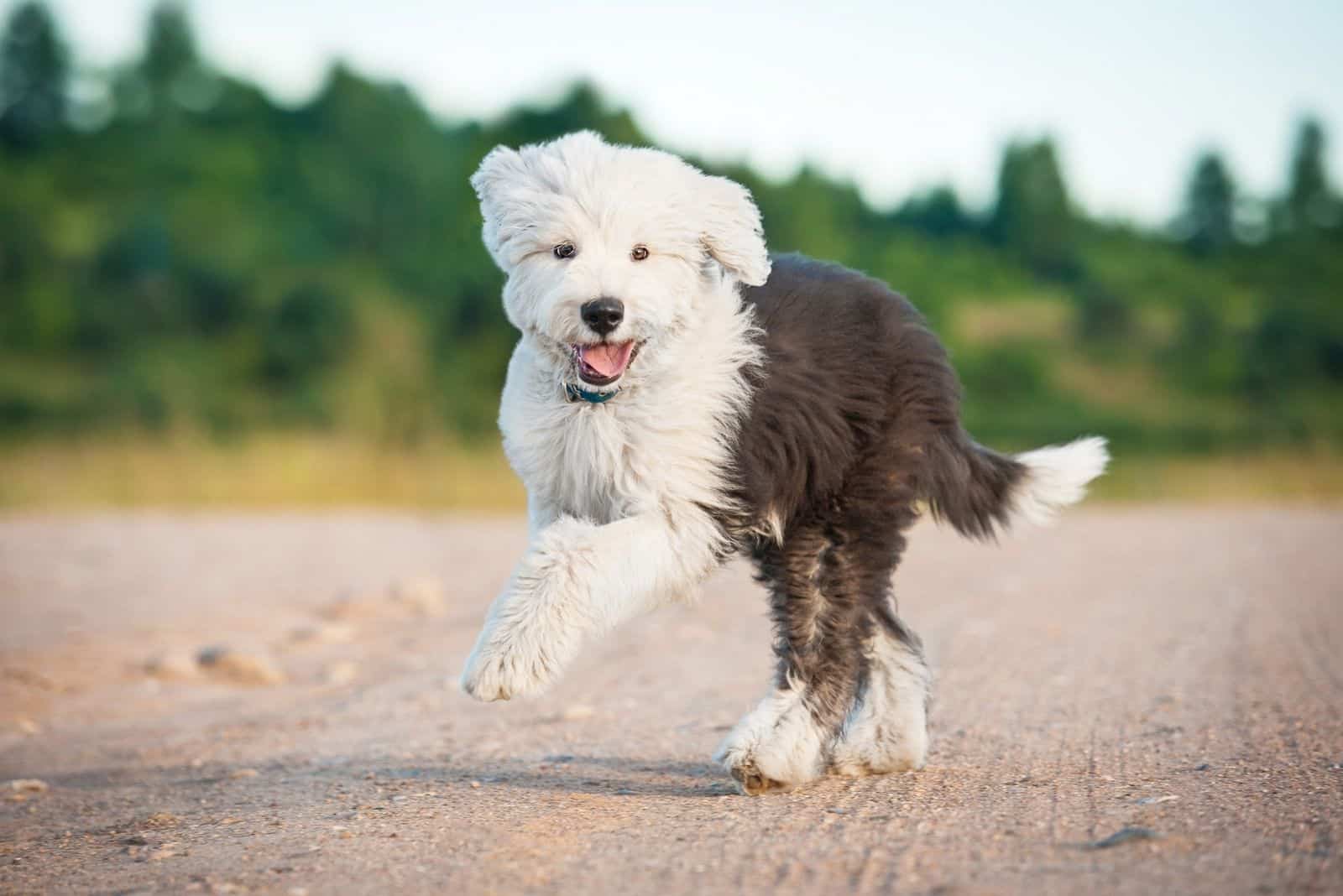 cute sheepadoodle in nature