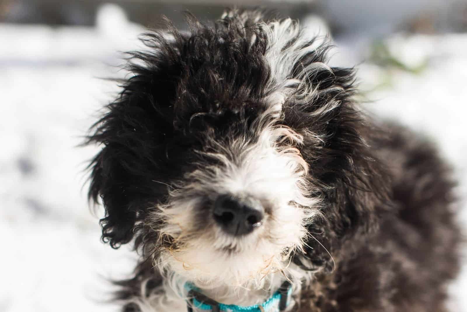 cute sheepadoodle in winter nature