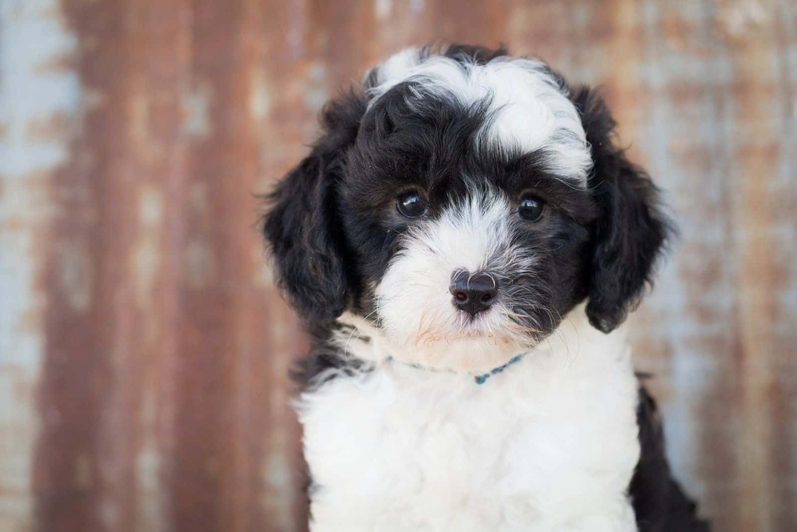 cute sheepadoodle puppy