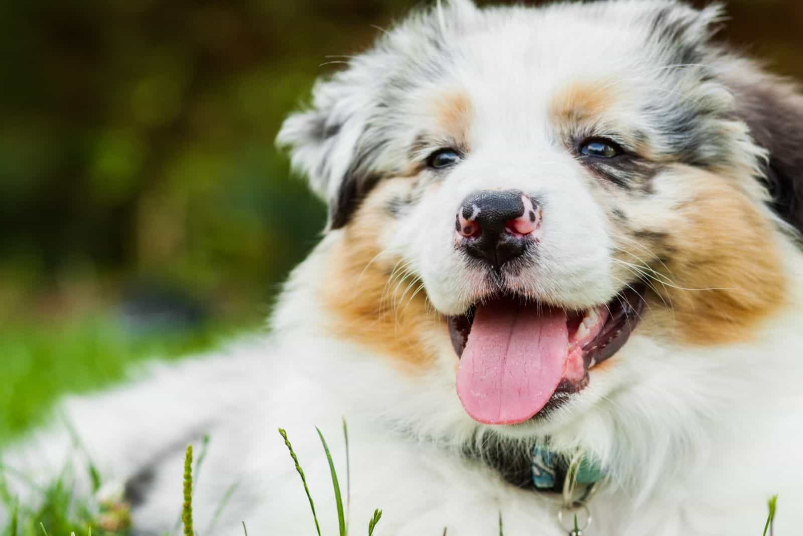 cute sheepadoodle in close up photography