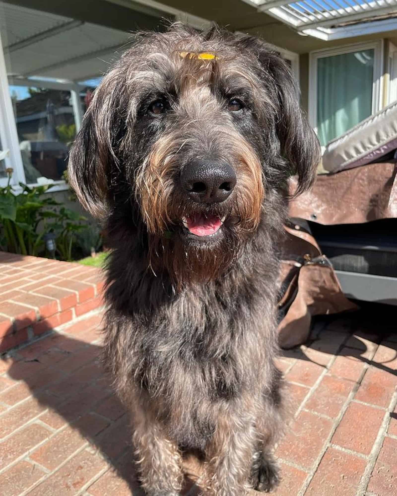 cute shepadoodle dog sitting outdoors