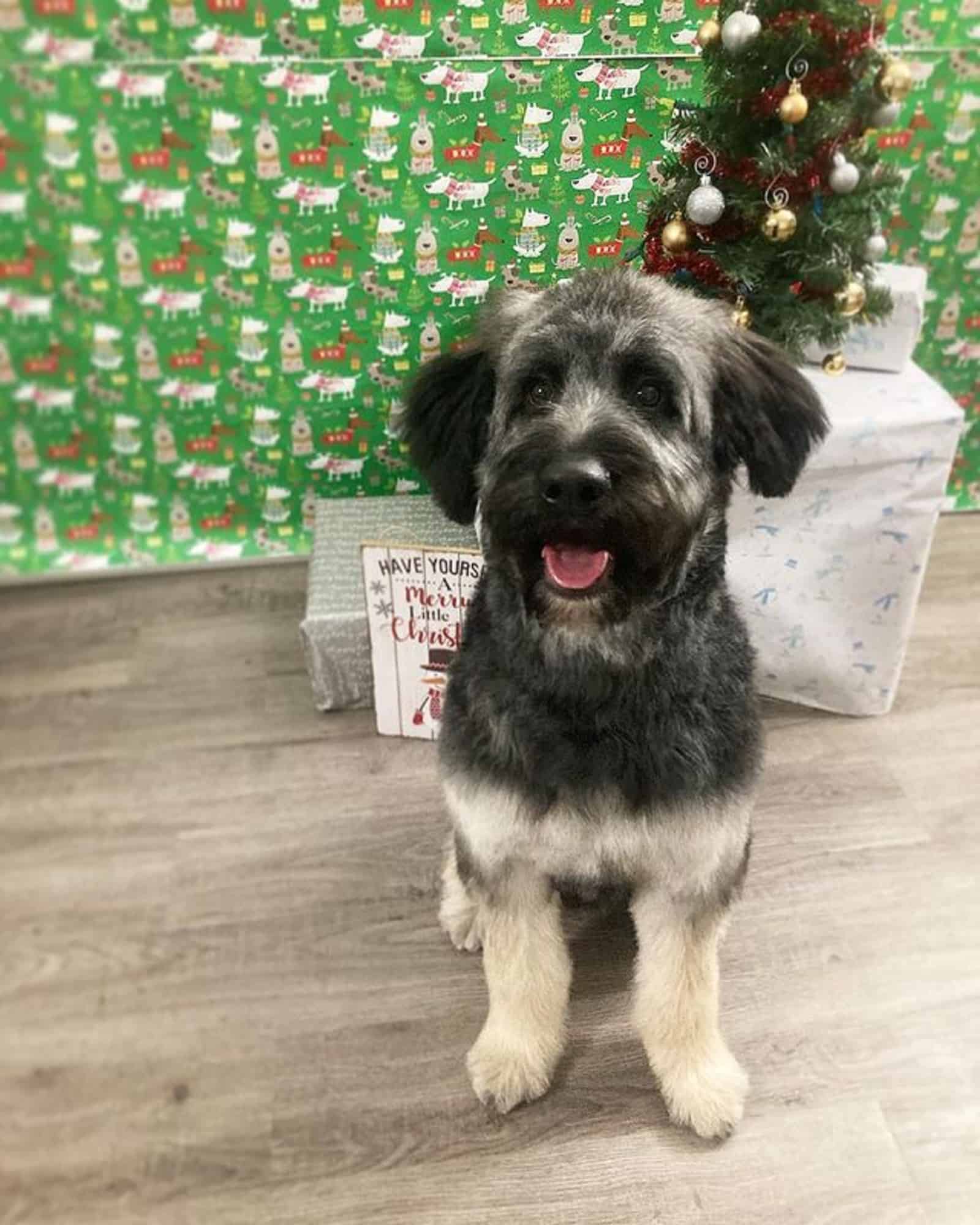 cute shepadoodle sitting on the floor