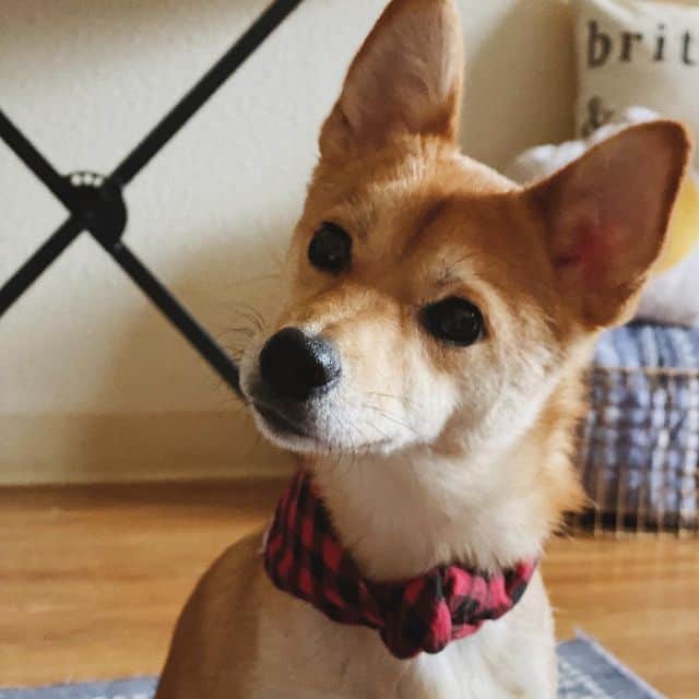 cute shibachi dog posing