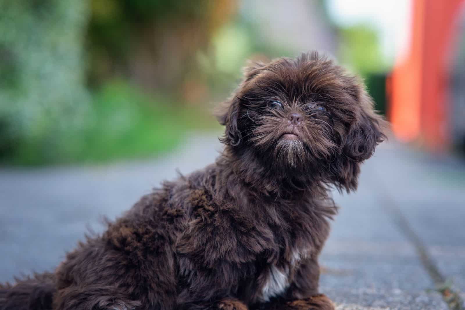 cute Shih Poo sitting and looking at the camera