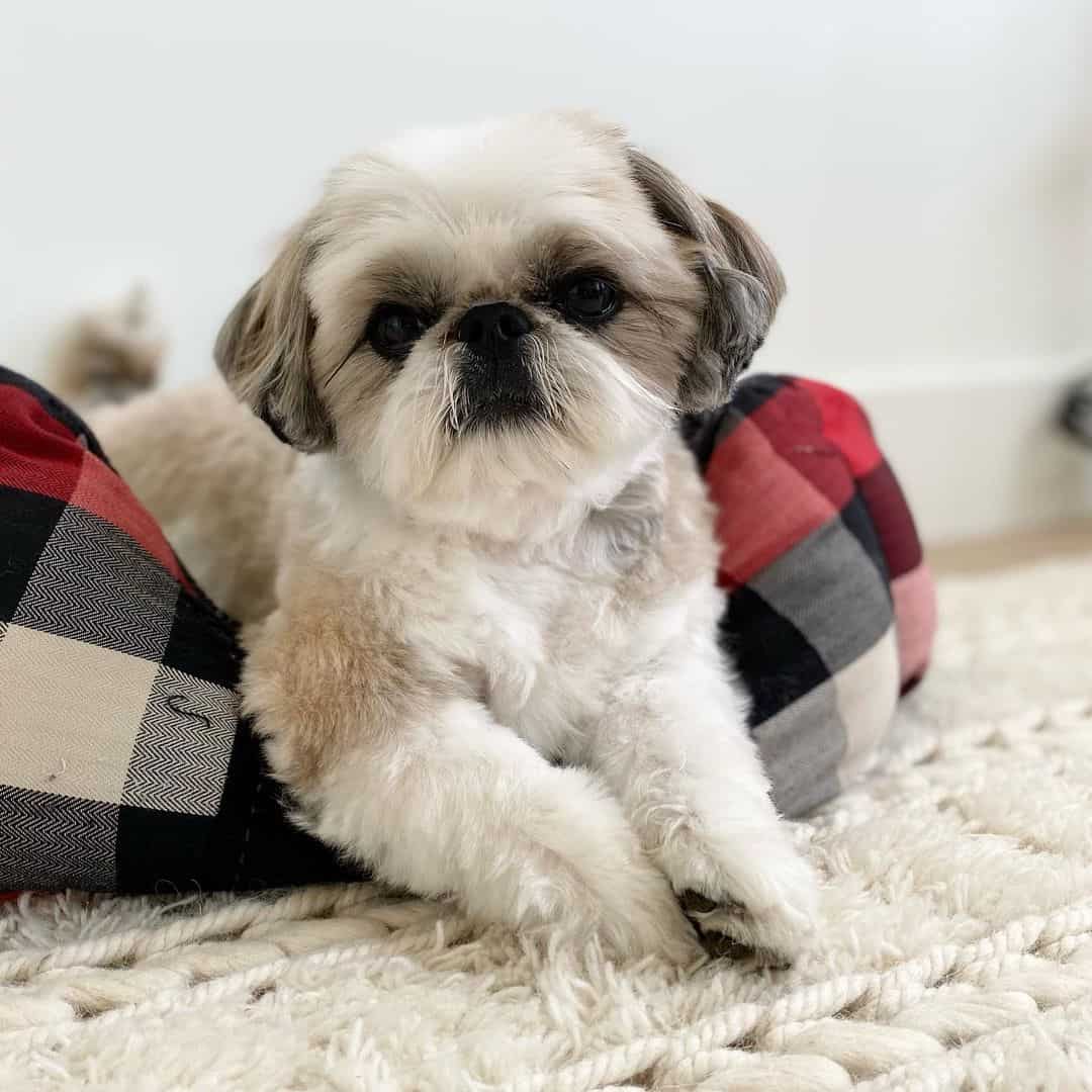 cute Shih Tzu at home