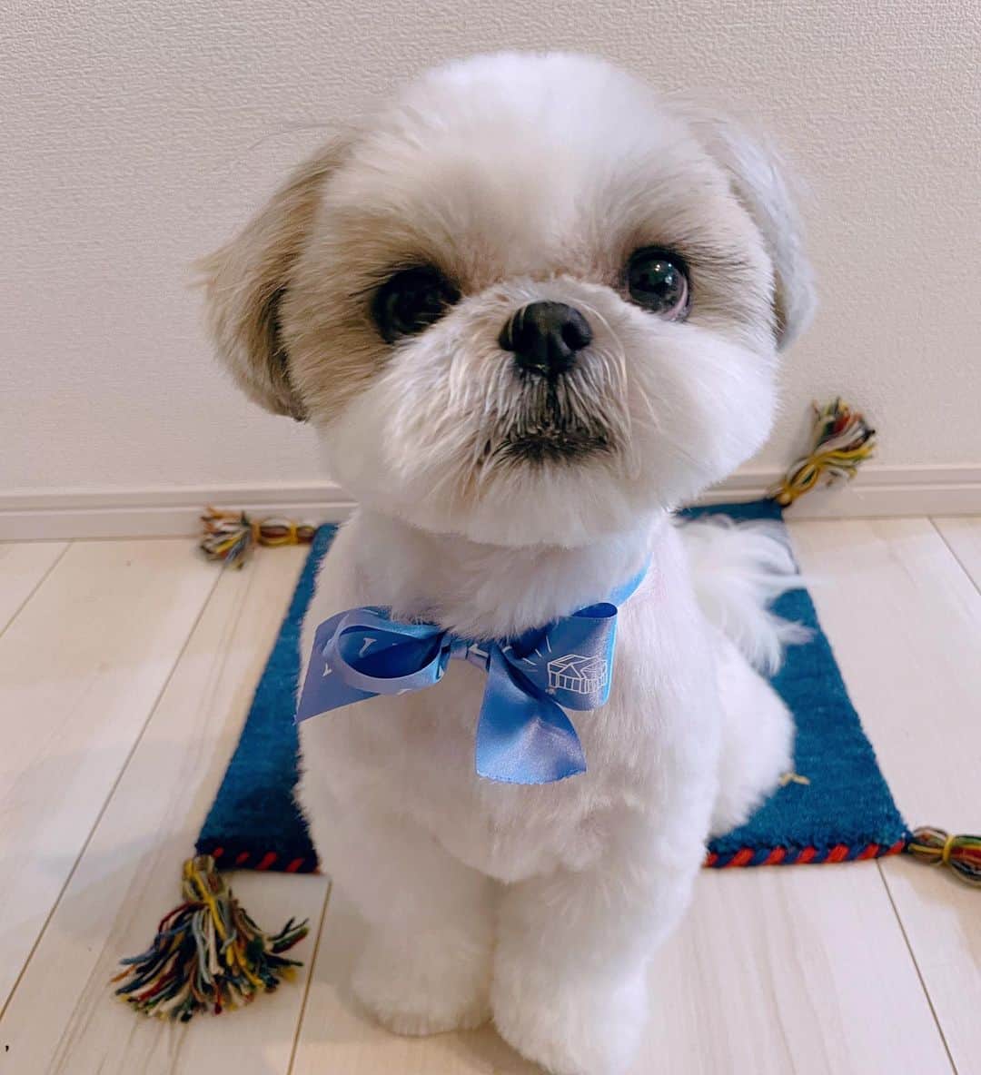 cute Shih Tzu at home