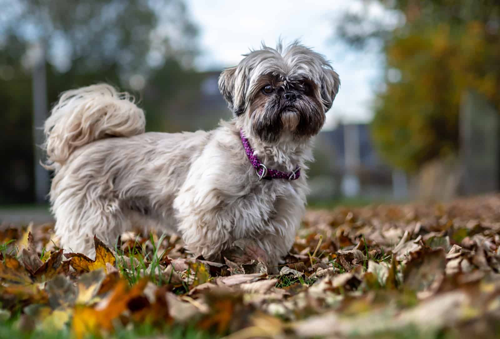 cute shih tzu dog in the park