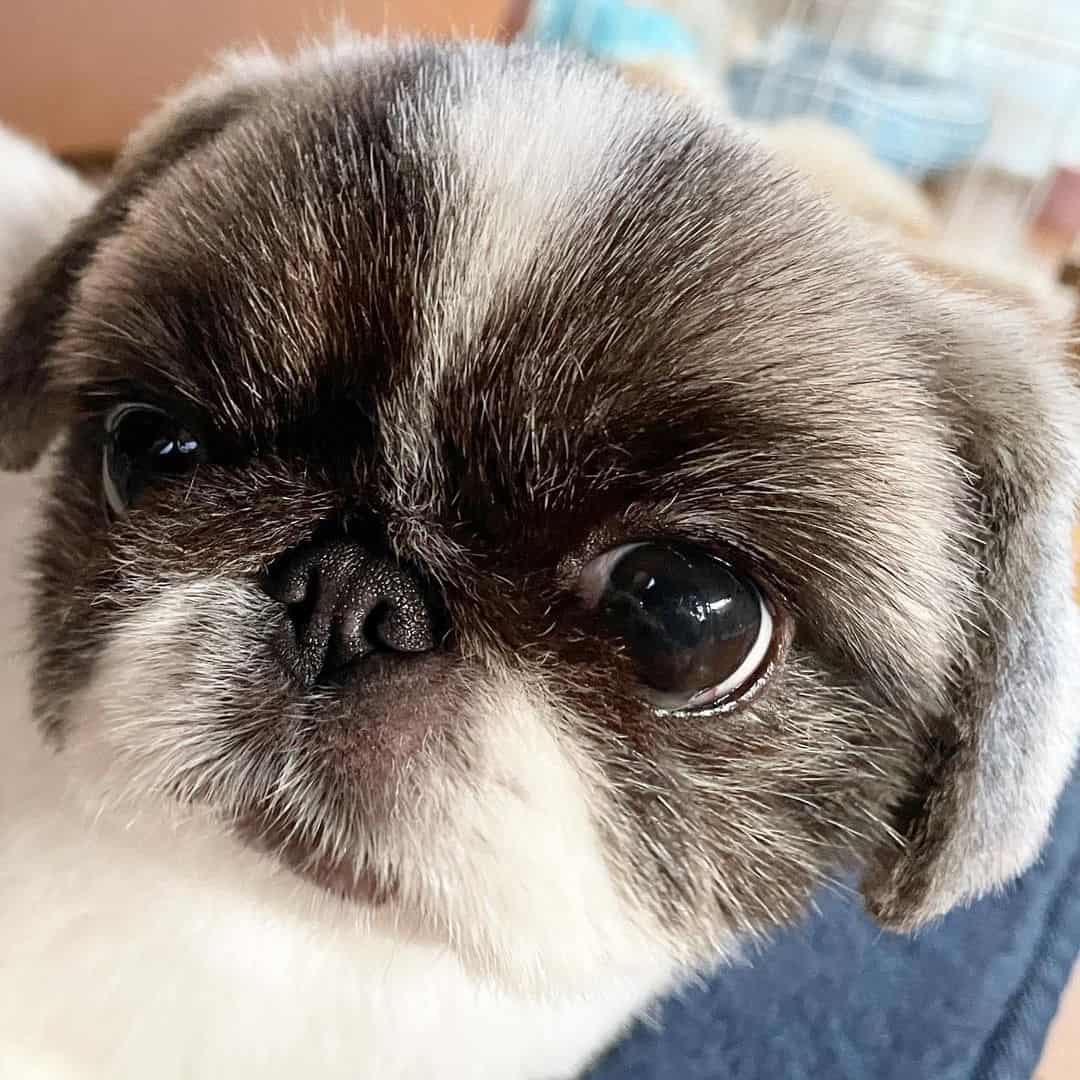 cute Shih Tzu Pekingese