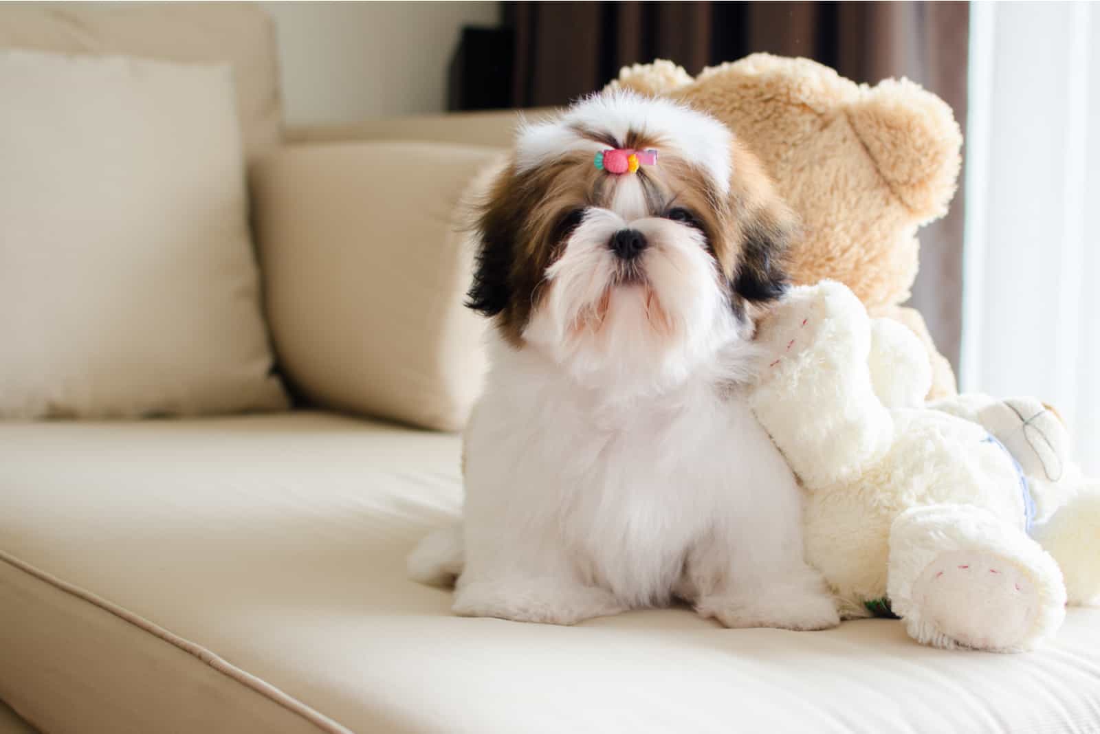 Cute shih tzu puppy