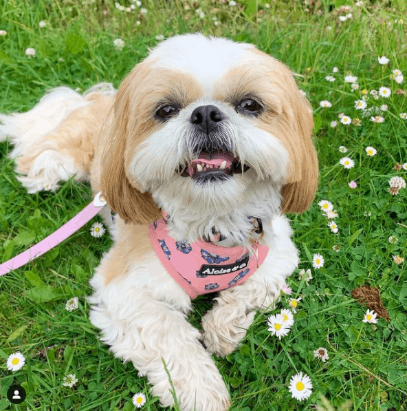 cute shih tzu