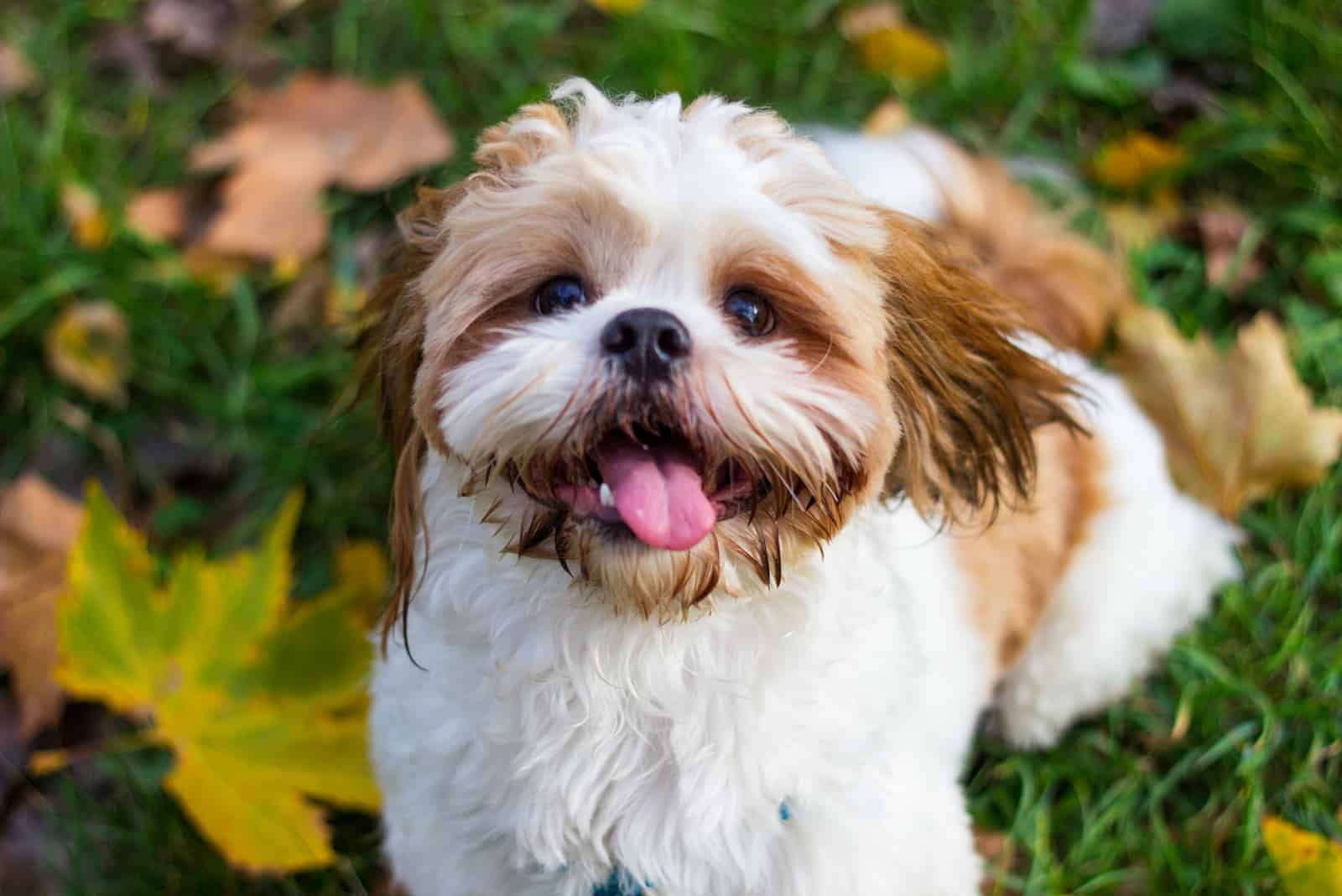 Cute Shitzu puppy in the park