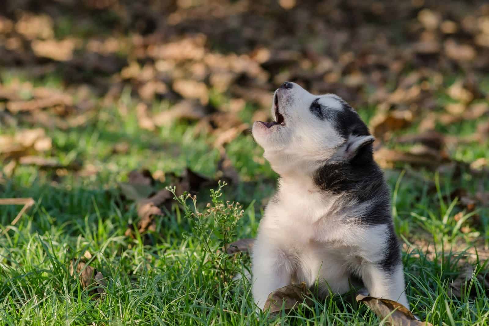 cute siberian husky howling outdoors in the forest