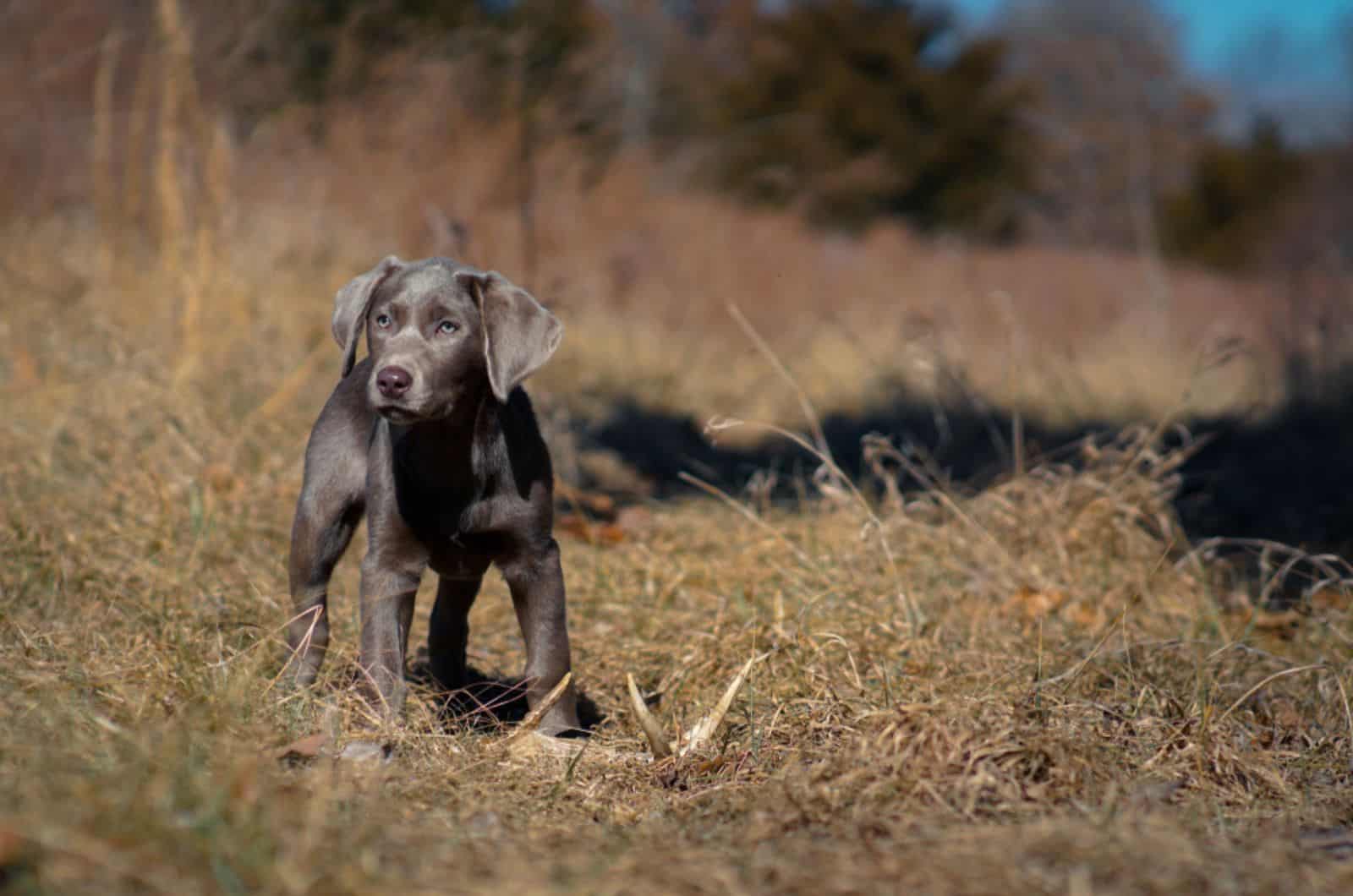 cute silver labrador puppy in nature