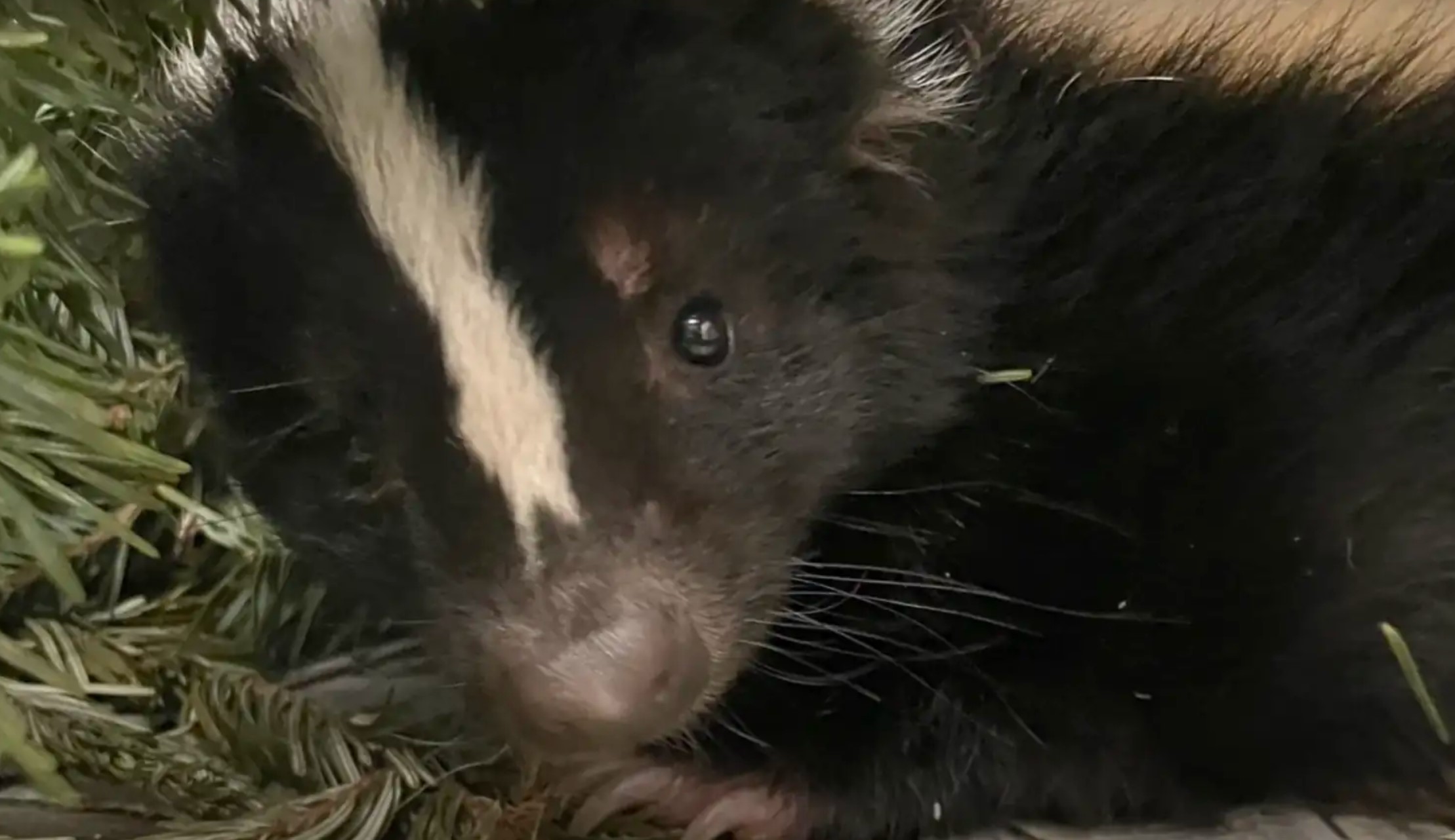 cute skunk