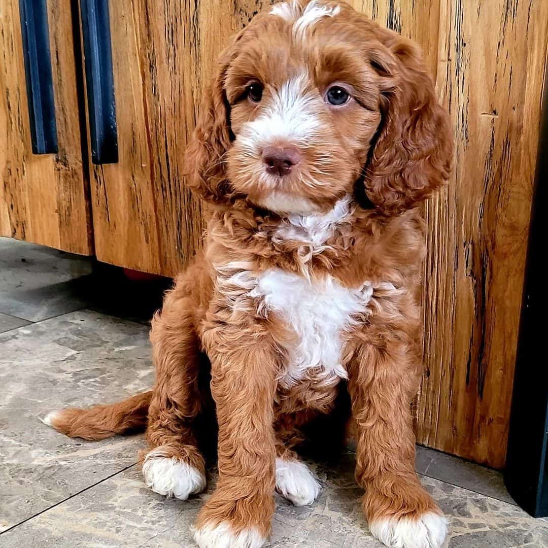 cute small australian labradoodle