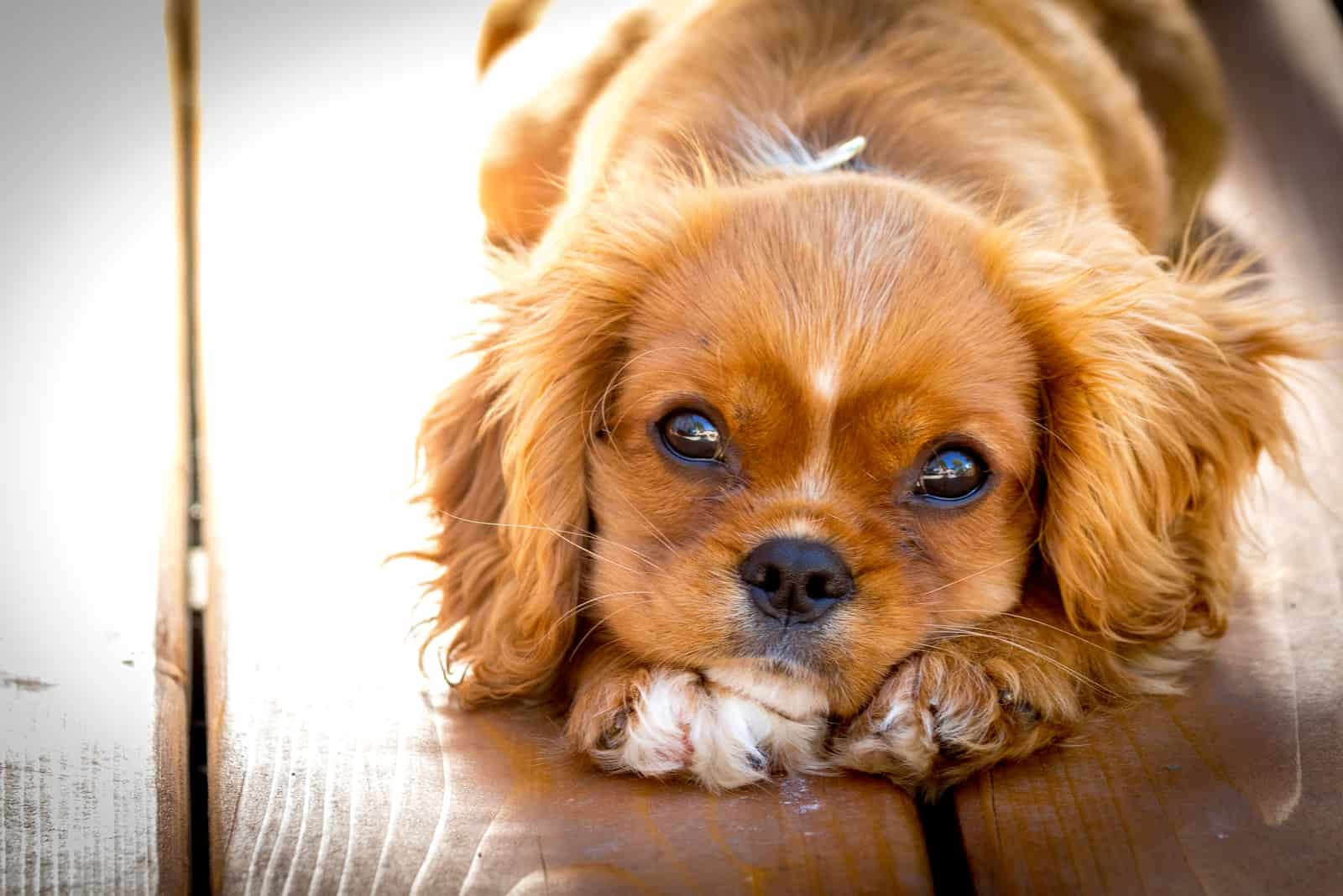 cute small dog stares at camera