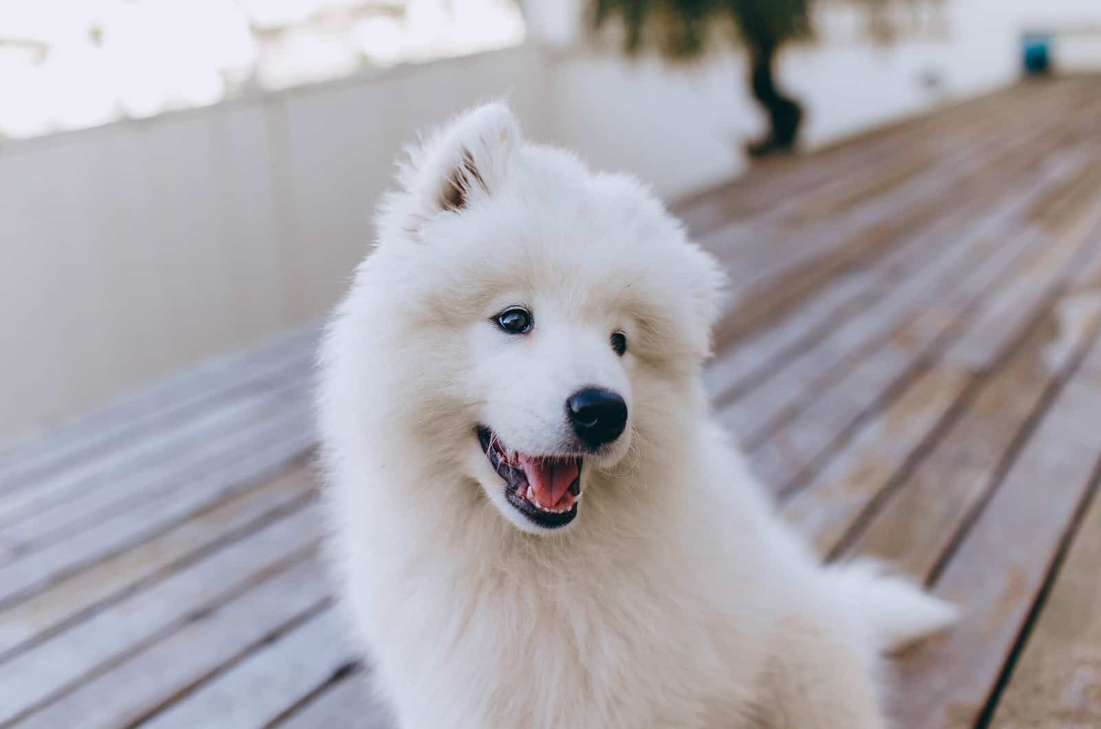 cute smiling samoyed