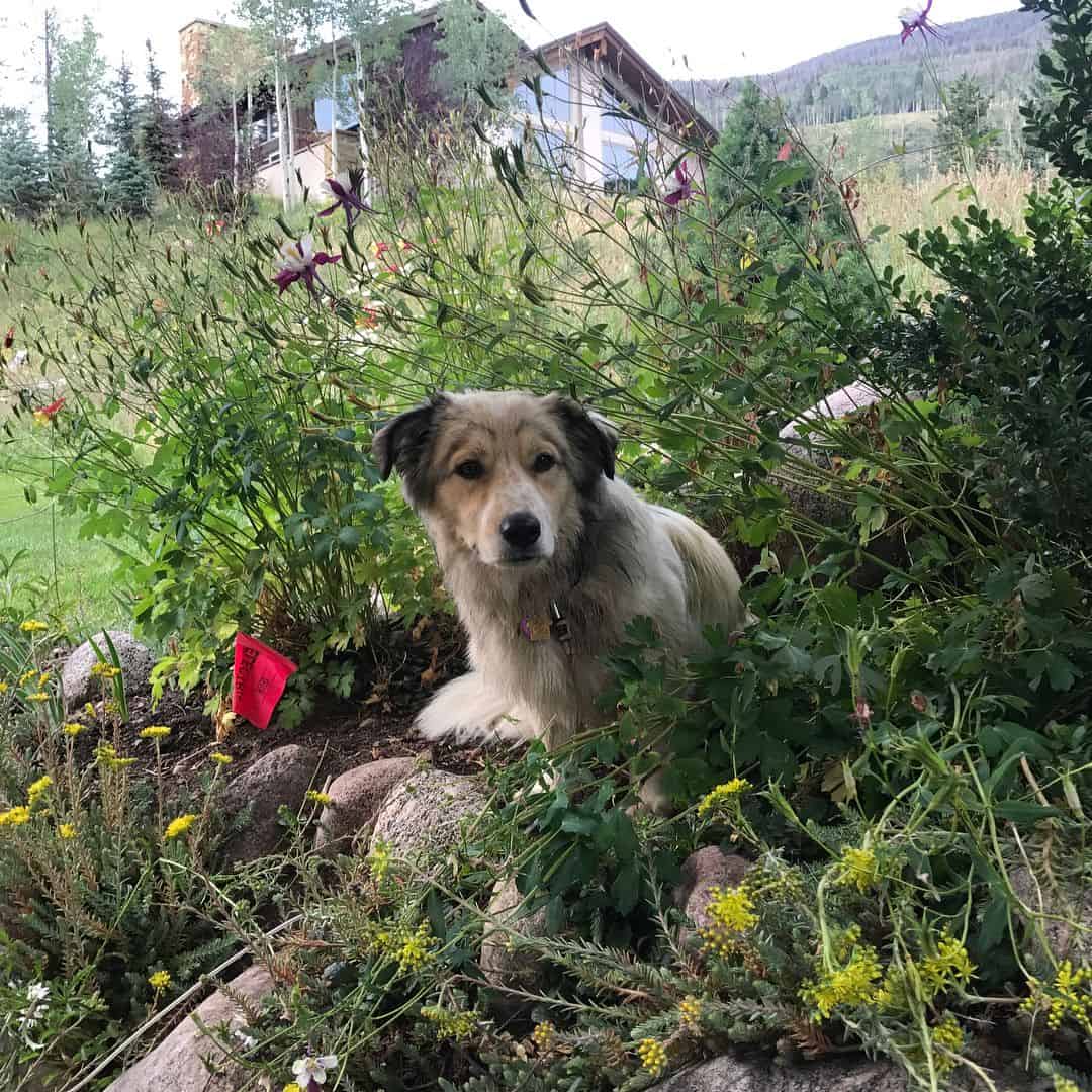 cute St. Bernard Mix dog