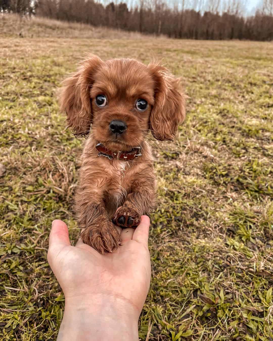 cute teacup charles king spaniel