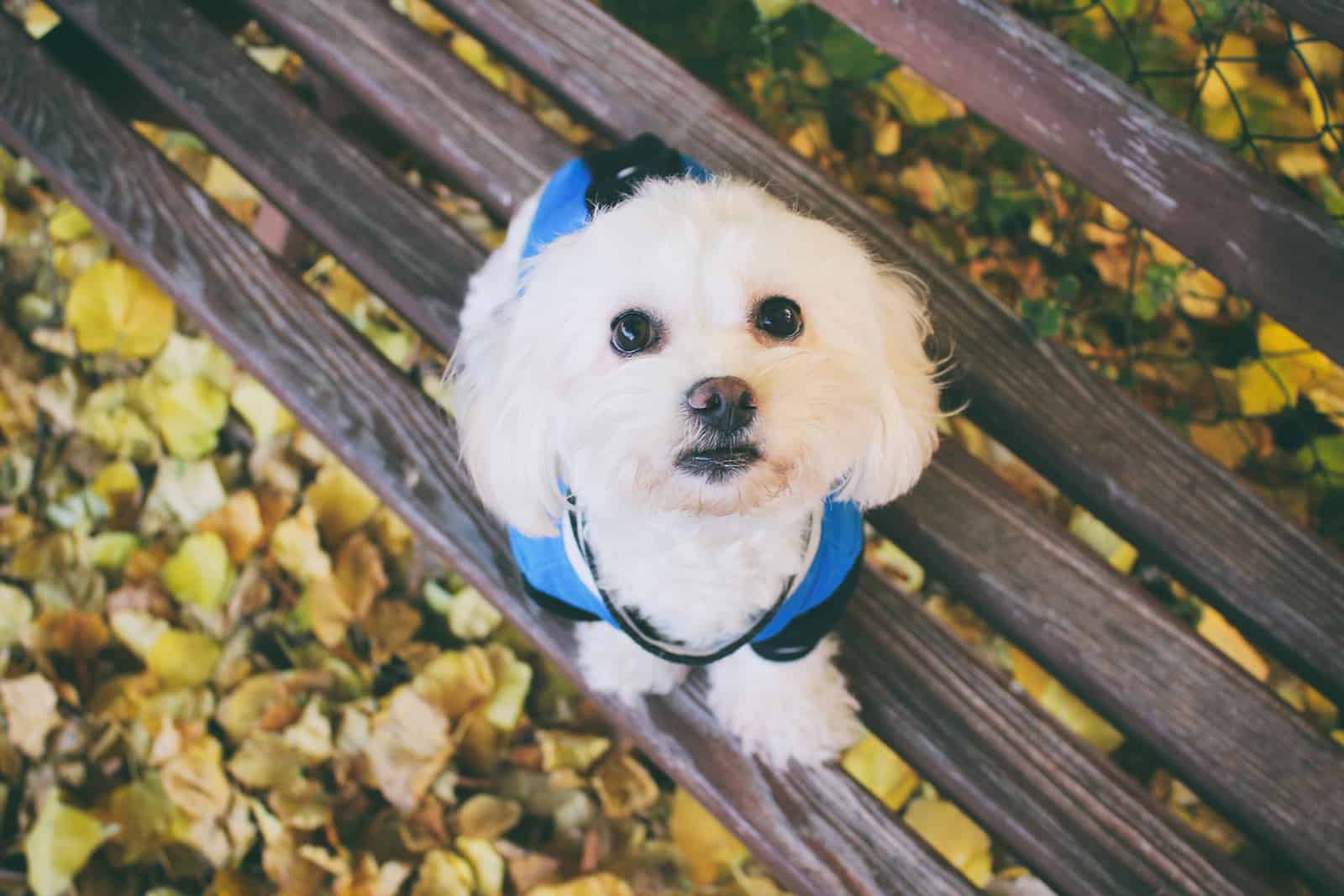 cute teacup maltese dog sitting on the bench in the park