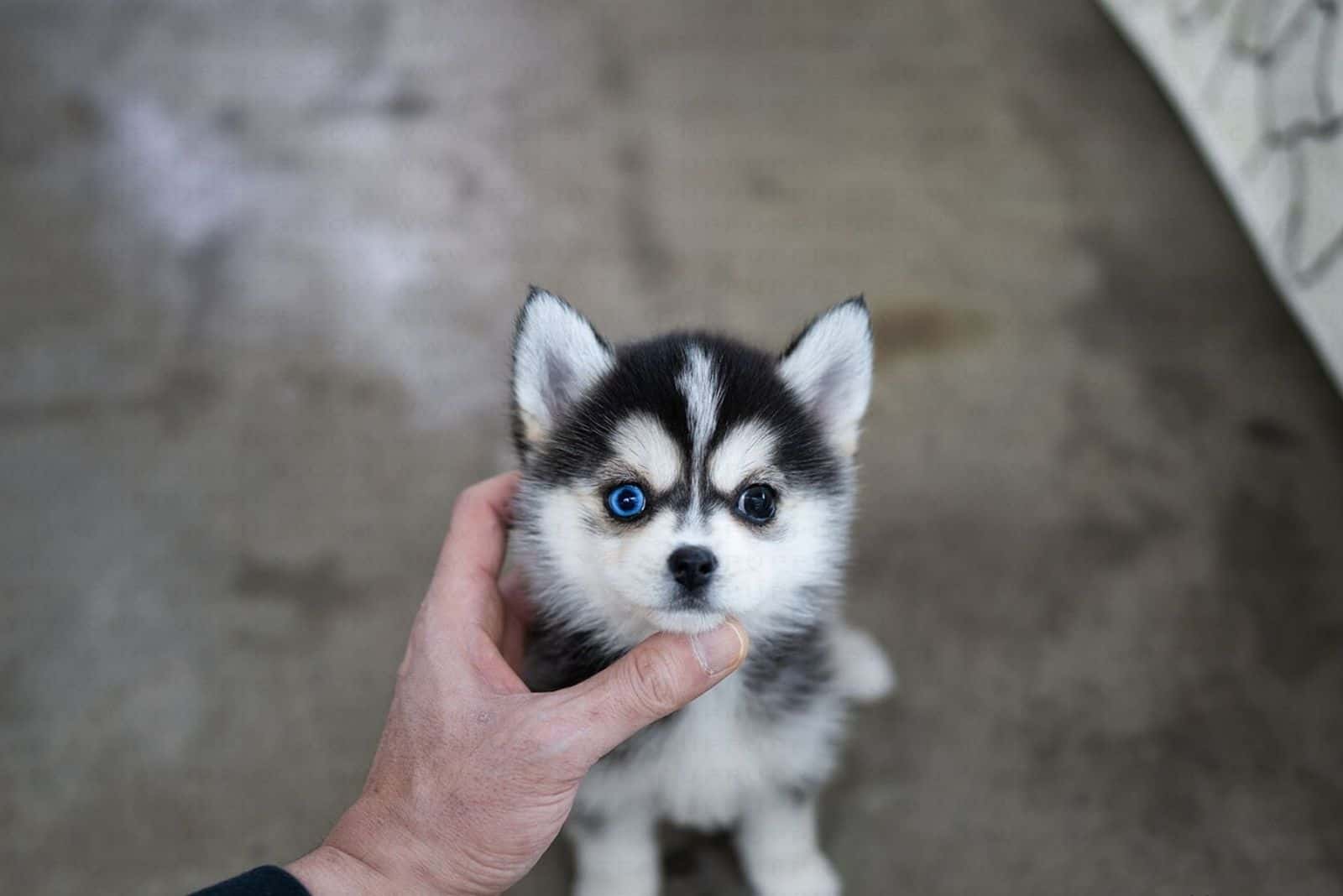 cute teacup pomeranian husky