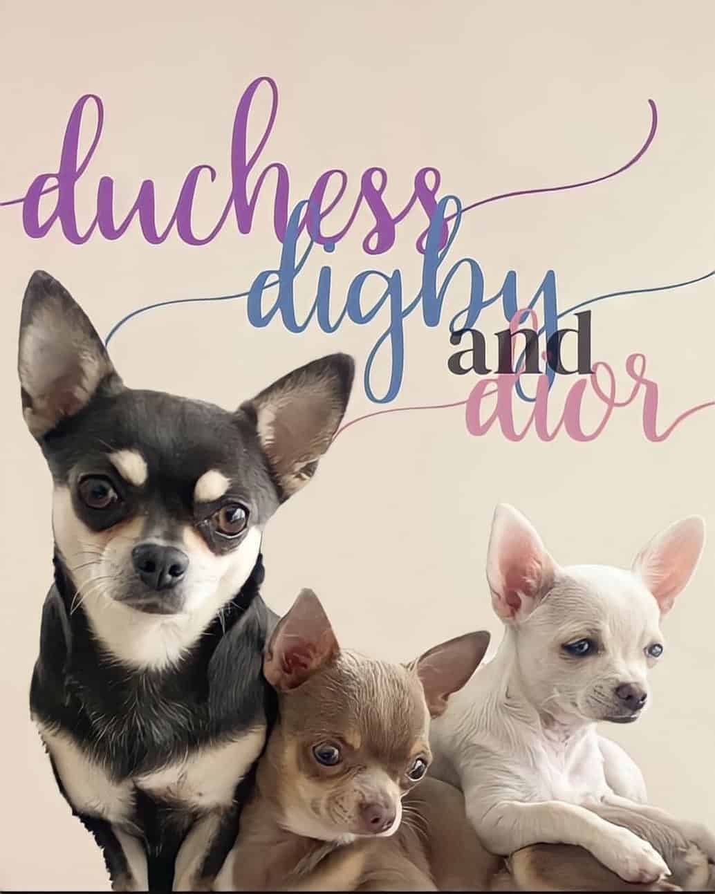 cute three teacup chihuahuas