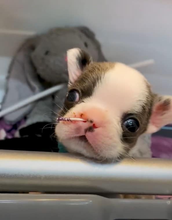 cute tiny puppy in incubator