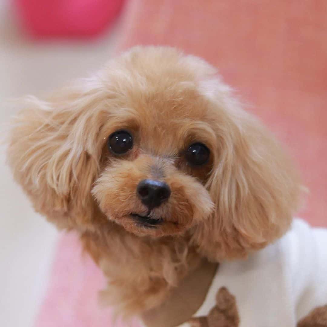 cute toy poodle