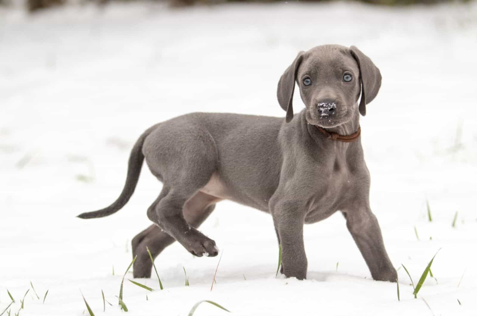 cute weimaraner puppy running in the snow