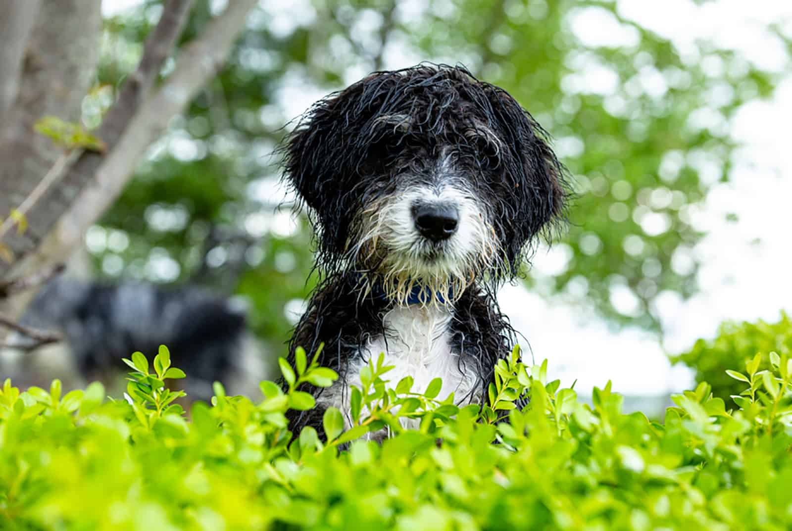 cute wet bernadoodle puppy in the garden