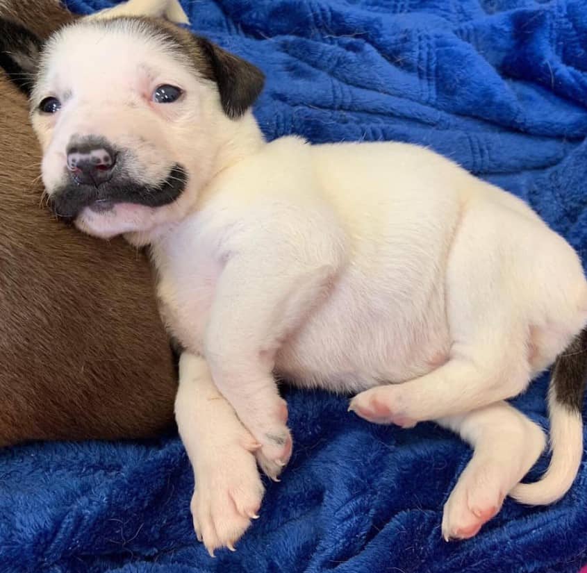 cute whiskered puppy is lying down and resting