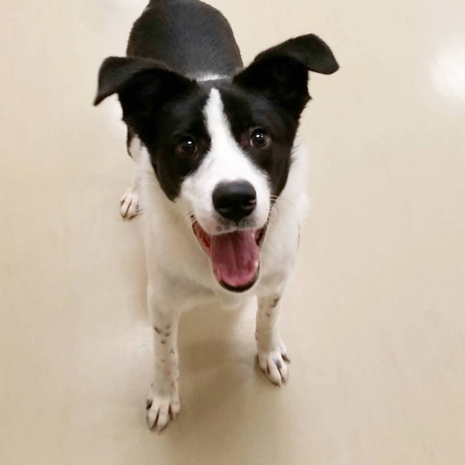 cute white and black dog standing still