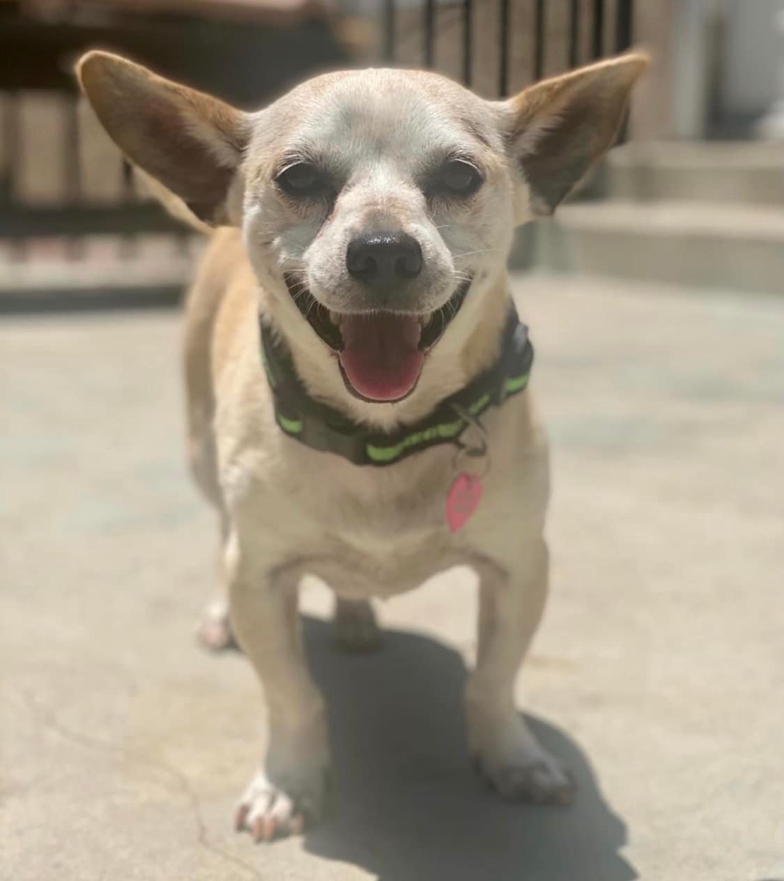 cute white Chihuahua