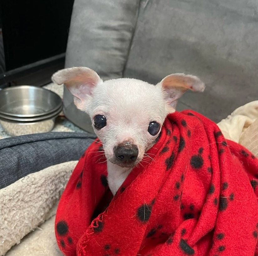 cute white chihuahua