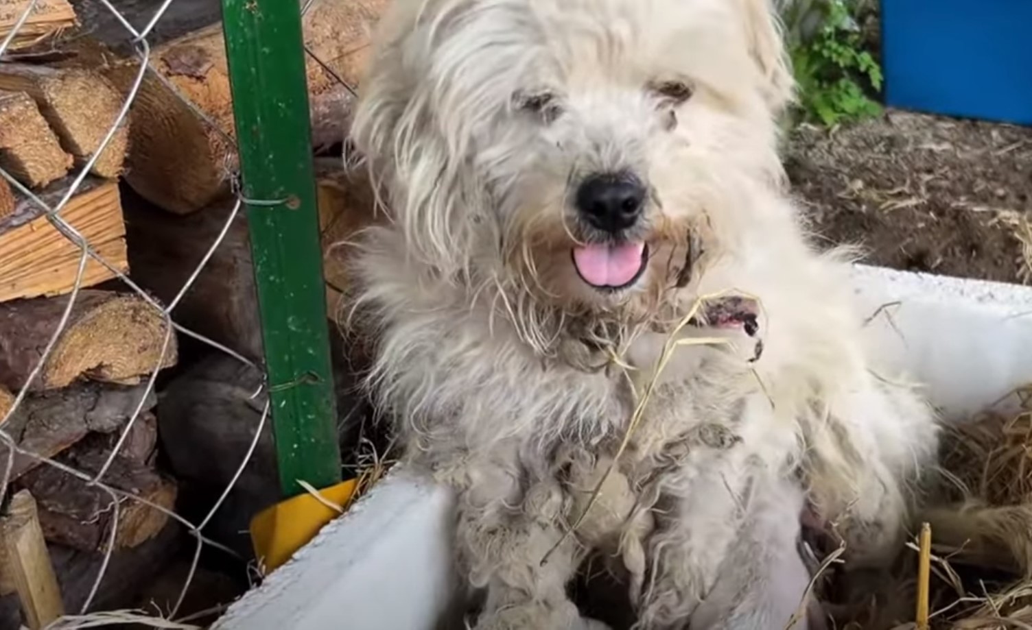 cute white dog