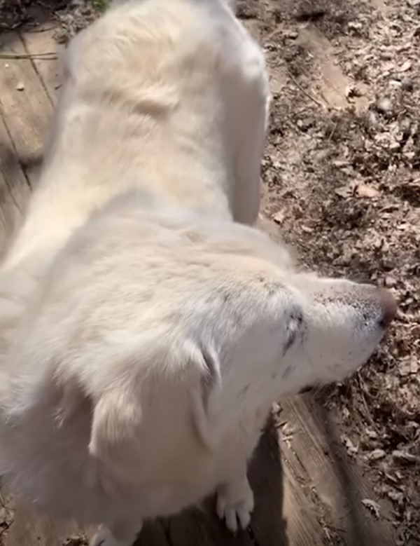 cute white dog